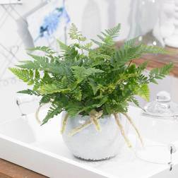 25 - 35cm Hare's Foot Fern Pot House Plant