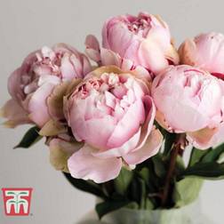 Thompson & Morgan Peony Edens Perfume 3 Bare Root Plants