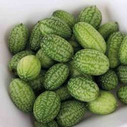 Thompson & Morgan Cucamelon Melothria 1 Seed Packet Set of 20