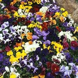 Thompson & Morgan Pansy Universal Winter Flowering Mix 72 Plants