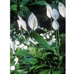 You Garden Spathiphyllum Cupido 9 cm Pot