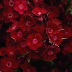 Thompson & Morgan Dianthus Pinks Rockin Red 6 Plug Plants