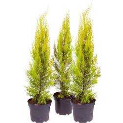 You Garden Goldcrest Plant Pot 30 x 10.5 x 10.5 cm Set of 3