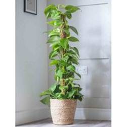 Thompson & Morgan Houseplant Epipremnum Scindapsus Aureum 12 cm Pot x 1
