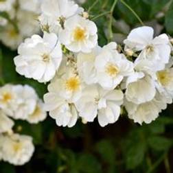 Thompson & Morgan Bobbie James 4 Litre Potted Plant 80-100 cm
