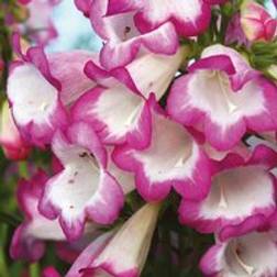 Thompson & Morgan Penstemon Laura 3 Jumbo Plug Plants 35mm