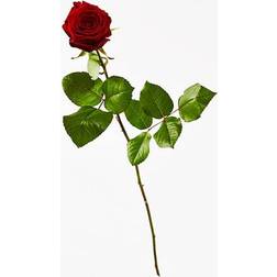 Bloomit Nedkastningsrose - Rød