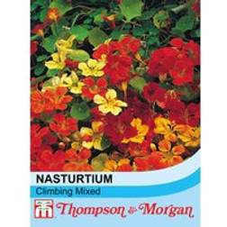 Thompson & Morgan Nasturtium Climbing Mixed 1 Seed Packet 40 Seeds