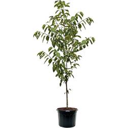 Southern Planters Sweet Cherry in Pot with Soil