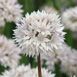 Thompson & Morgan Allium Graceful Beauty 12 Bulbs Size 04/06 White