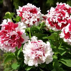 Impecta Petunia F1 'Pirouette Soft Red