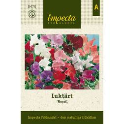 Impecta Luktärt 'Royal'