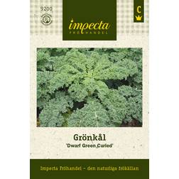 Impecta Grönkål 'Dwarf Green Curled'