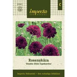 Impecta Rosenskära 'Double Click Cranberries'