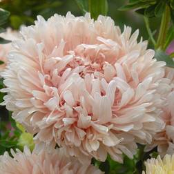Impecta Aster, Sommar-, King Apricot