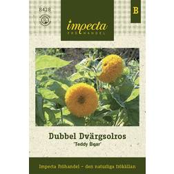 Impecta Solros, Dvärg-, Dubbel, Teddy Bear