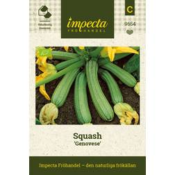 Impecta Squash 'Genovese'