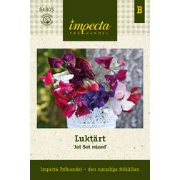 Impecta Luktärt, Dvärg- Jet Set