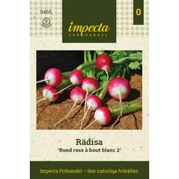 Impecta Rädisa 'Köbenhavns Torve