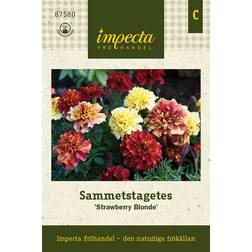 Impecta Sammetstagetes 'Strawberry Blonde'