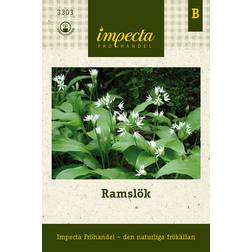 Impecta Ramslök