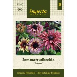 Impecta Sommarrudbeckia 'Sahara'