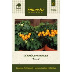 Impecta Körsbärstomat 'Aztek'