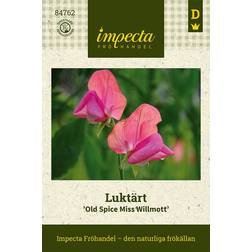 Impecta Luktärt 'Old Spice Miss Willmott'