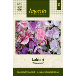 Impecta Luktärt 'Streamer'