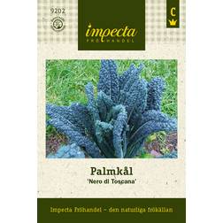 Impecta Palmkål 'Nero di Toscana'