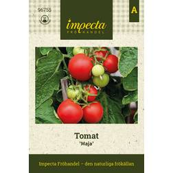 Impecta Tomat 'Maja'