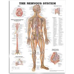 Lippincott Williams & Wilkins The Nervous System Anatomical Chart: 2nd edition