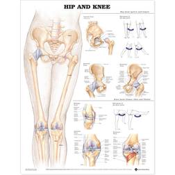 Lippincott Williams & Wilkins Hip and Knee Anatomical Chart