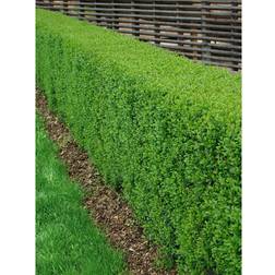 Omnia Garden Häck Liguster 20-40 cm 20-Pack Krukodlad
