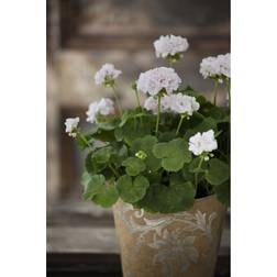 Kong elig Pelargonie Pelargonium Royal Ø12 cm Potteplante