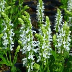Thompson & Morgan Salvia x Superba Snow Hills 1 Litre Potted Plant x 1