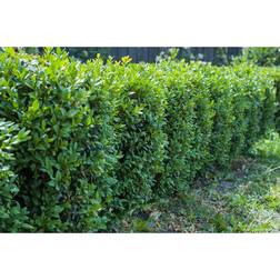 Omnia Garden Buske Buxbom 30-40 cm 10-Pack Grön