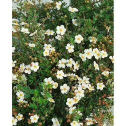 Omnia Garden Häck Trädgårdstok Abbotswood Vit 30-50 Cm 10-Pack Barrot