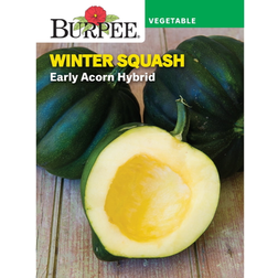 Burpee Early Acorn Hybrid Winter Squash Vegetable Seed 1-Pack
