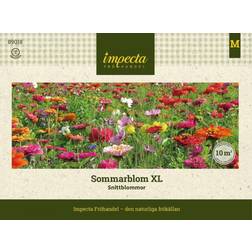 Impecta Blomsterblandning XL Snittblommor