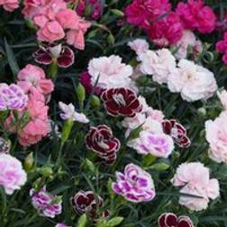 Thompson & Morgan Dianthus Caryophyllus Scented Pleasures Collection Plug Plant X 50 Pink
