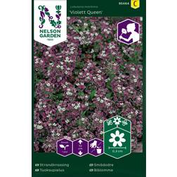 Nelson Garden Fröer Strandkrassing Violett