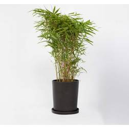 Plant in a Box Fargesia Nitida Gansu 50-70 cm Topf 17 cm