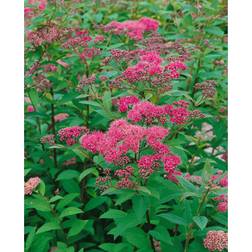 Omnia Garden Häck Rosenspirea 10-20 cm 10-Pack Krukodlad