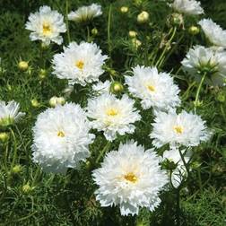 Impecta Rosenskära 'Double Click Snow Puff'