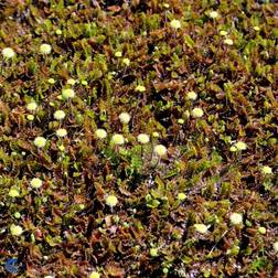 Leptinella (Cotula) Squalida Staude