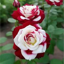 Shein 100 Pcs Rare Double Red And White Rose Seeds
