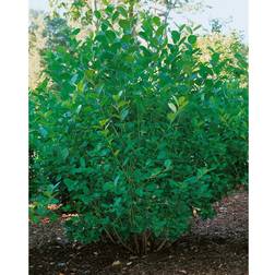 Omnia Garden Buske Slånaronia 30-50 cm 5-Pack