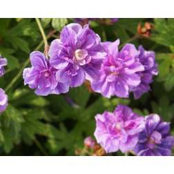 Geranium Himalayense 'Birch Double'