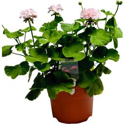 Pelargonia Drottning Ingrid Ø21 cm